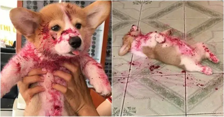 피칠갑하고 쓰러져있는 강아지... (혐오주의) | 인스티즈