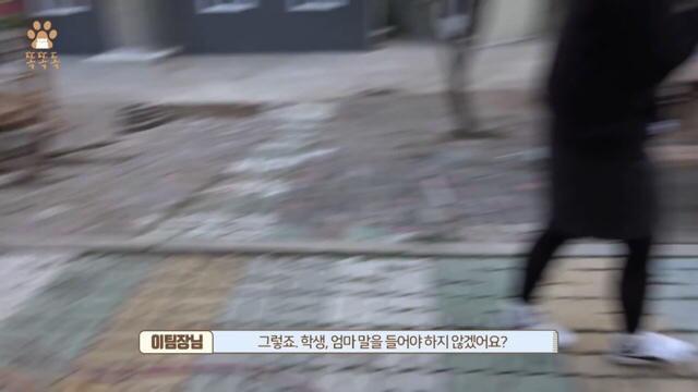 아무도 찾지 않는 믹스견 이야기 | 인스티즈