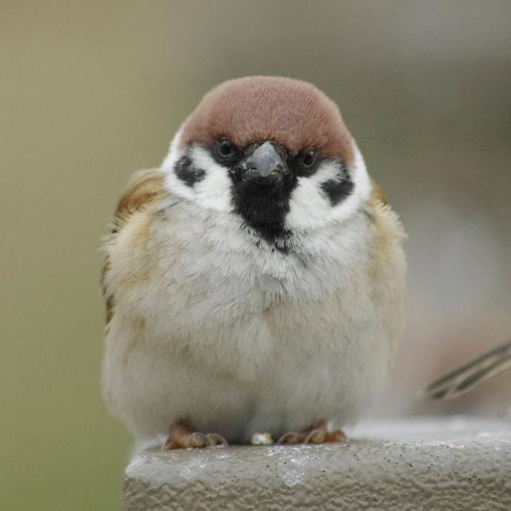 참새 정면 얼굴.jpg | 인스티즈