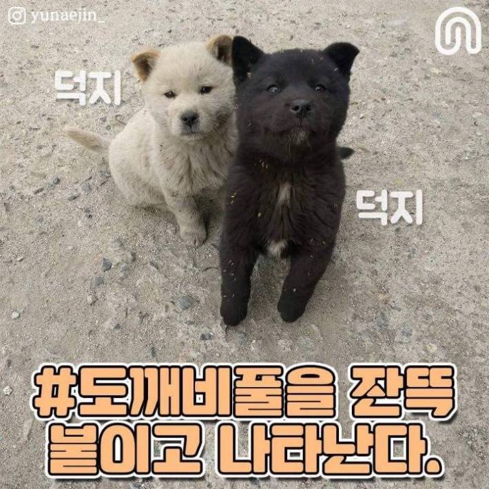 시골 강아지들의 특징.jpg | 인스티즈