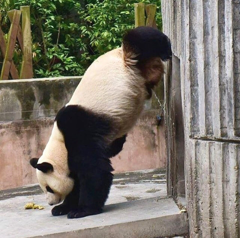 특이하게 오줌싸는 곰 | 인스티즈