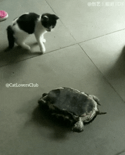 거북이 도와주는 고양이 | 인스티즈