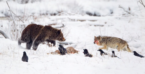 곰 주위에 새가 많은 이유 | 인스티즈