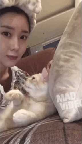 이 고양이 아닌듯.gif | 인스티즈