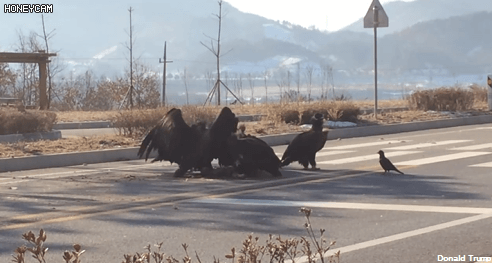 성인 남성 주먹과 비교해본 독수리 발톱 크기 | 인스티즈