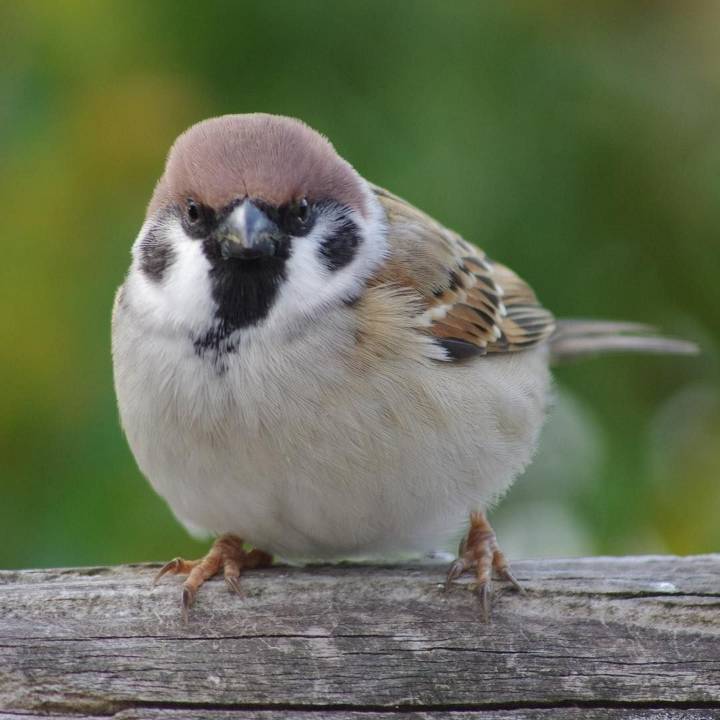참새 정면 얼굴.jpg | 인스티즈