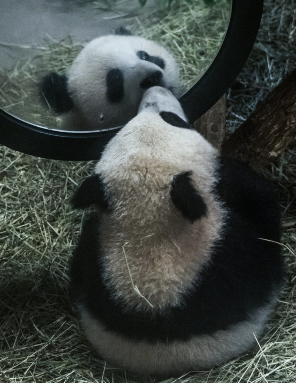 거울 보는 곰돌이들 | 인스티즈