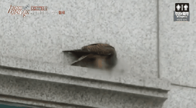 세상에 이런일이 촬영하다 동물의왕국됨 .gif | 인스티즈