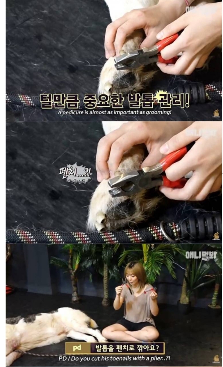 키 2미터 몸무게 120kg 강아지 금강이.jpg | 인스티즈