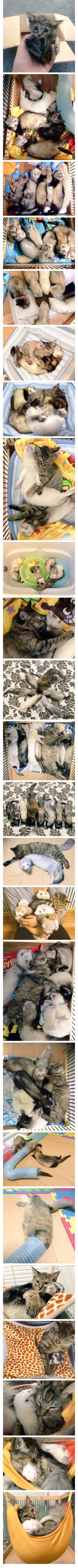 구조되어 페럿 키우는 집으로 입양된고양이 | 인스티즈