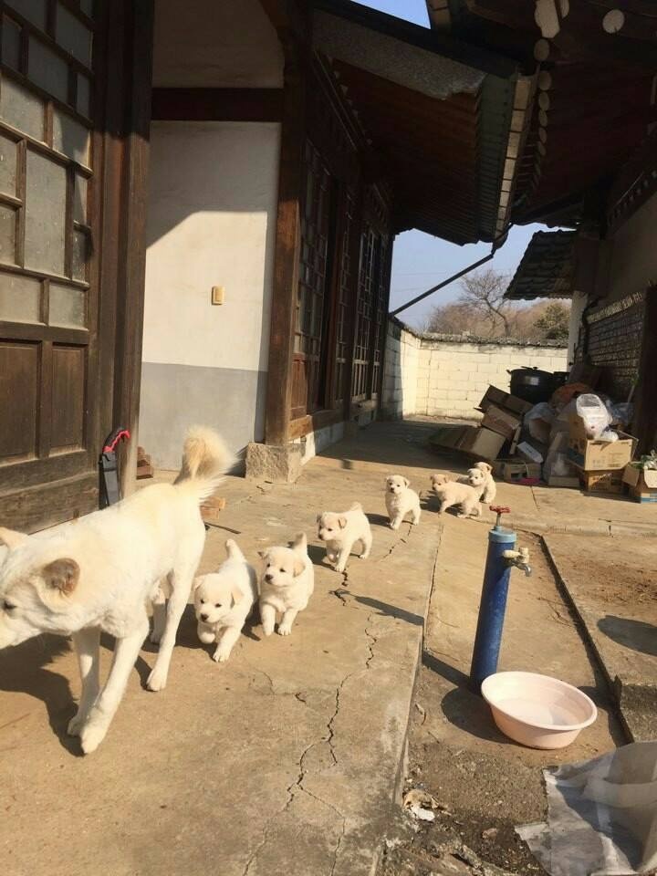 시골 백구들 ㅎㅎㅎ | 인스티즈