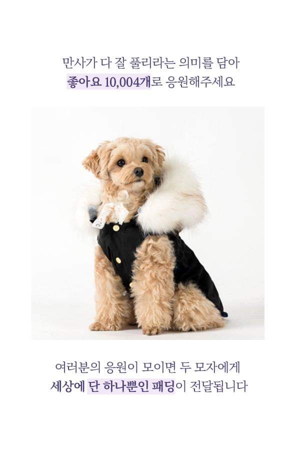 칼에 찔렸던 유기견 죽순이에게 일어난 기적 | 인스티즈