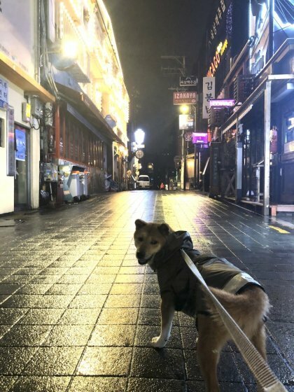 이태원 이미지