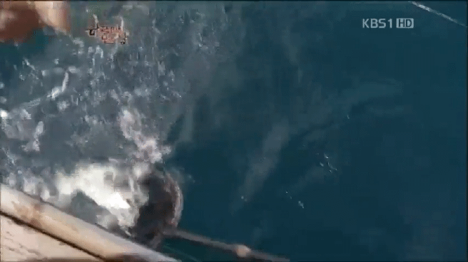 한국인의 밥상 제주 방어편 | 인스티즈