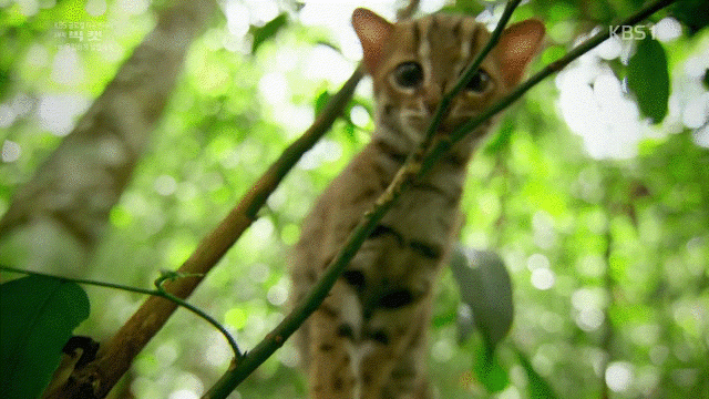 세상에서 가장 작은 고양이과 동물....gif | 인스티즈