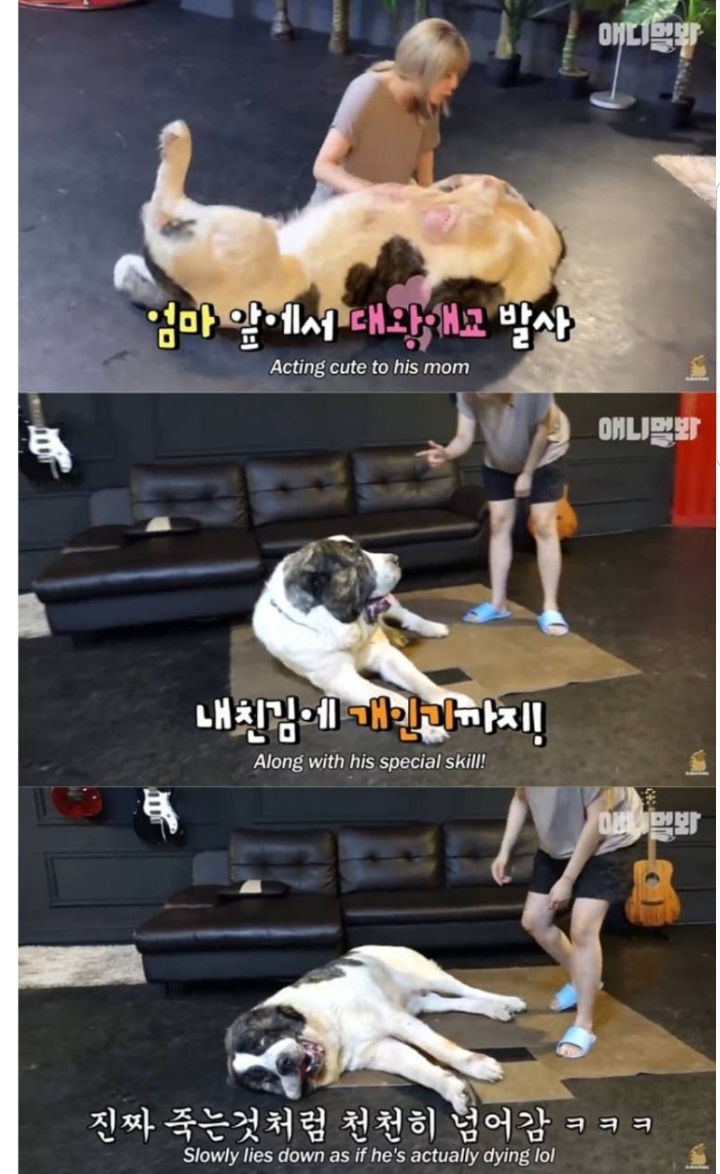 키 2미터 몸무게 120kg 강아지 금강이.jpg | 인스티즈