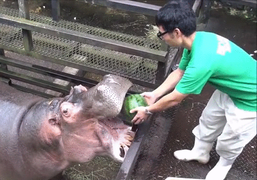 귀여운 아기 하마.gif | 인스티즈