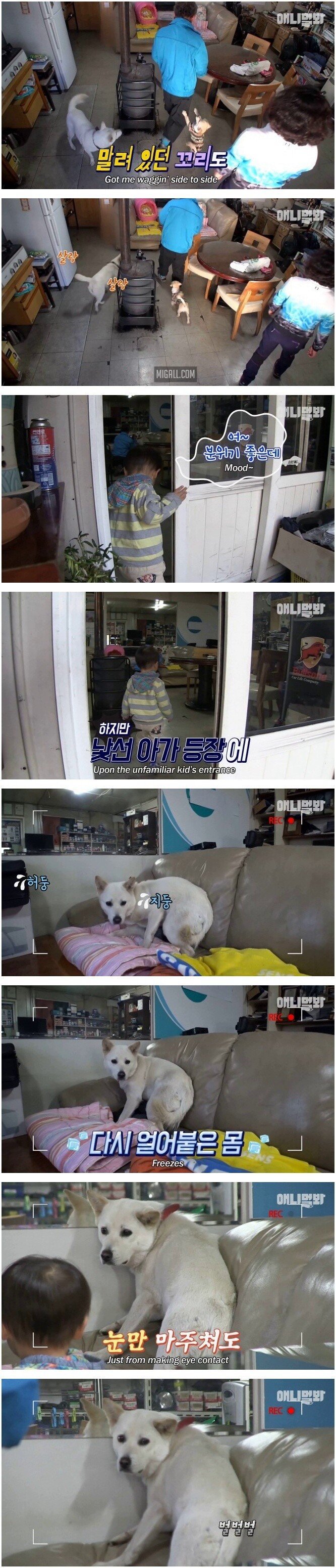 스압) 단 두 사람이 세상의 전부인 백구.jpg | 인스티즈