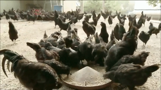 한국인의 밥상 삼계탕편 | 인스티즈