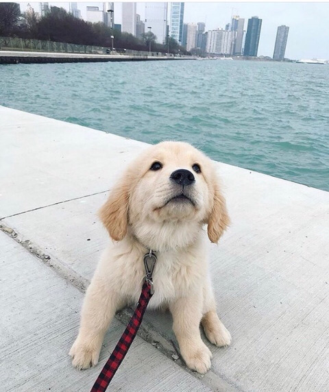 귀여운 아기 리트리버들 | 인스티즈