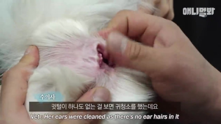 산책로 화장실에 유기된 강아지의 사연.jpg | 인스티즈