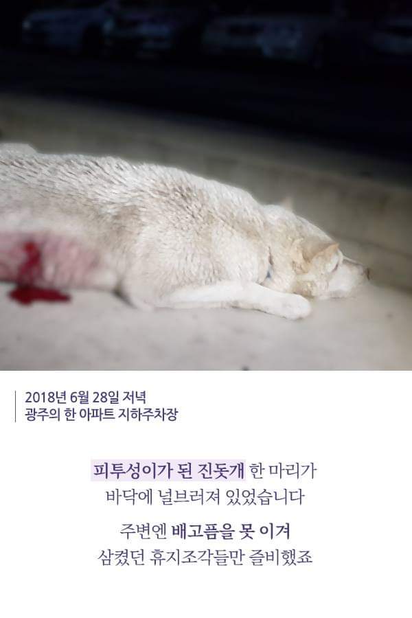 칼에 찔렸던 유기견 죽순이에게 일어난 기적 | 인스티즈