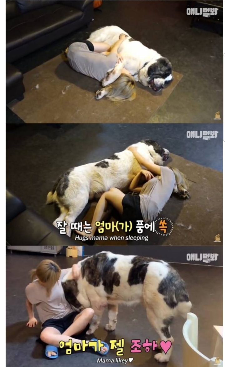 키 2미터 몸무게 120kg 강아지 금강이.jpg | 인스티즈