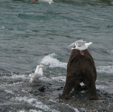 곰 주위에 새가 많은 이유 | 인스티즈