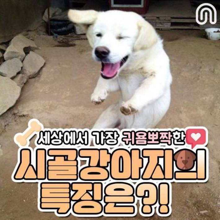 시골 강아지들의 특징.jpg | 인스티즈