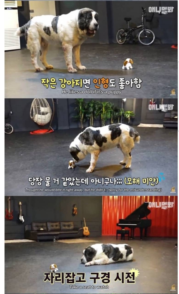 키 2미터 몸무게 120kg 강아지 금강이.jpg | 인스티즈