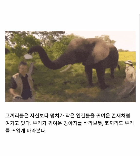 코끼리는 인간을 귀여운 강아지라고 생각한다...gif | 인스티즈