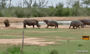 자기 영역을 침범한 생명체는 사정없이 공격한다는 하마 | 인스티즈