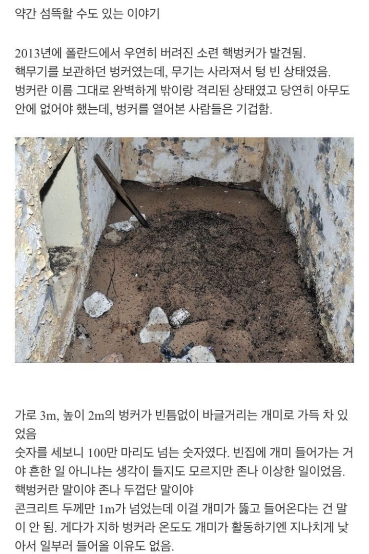 냉혹한 개미의 생존력....JPG | 인스티즈