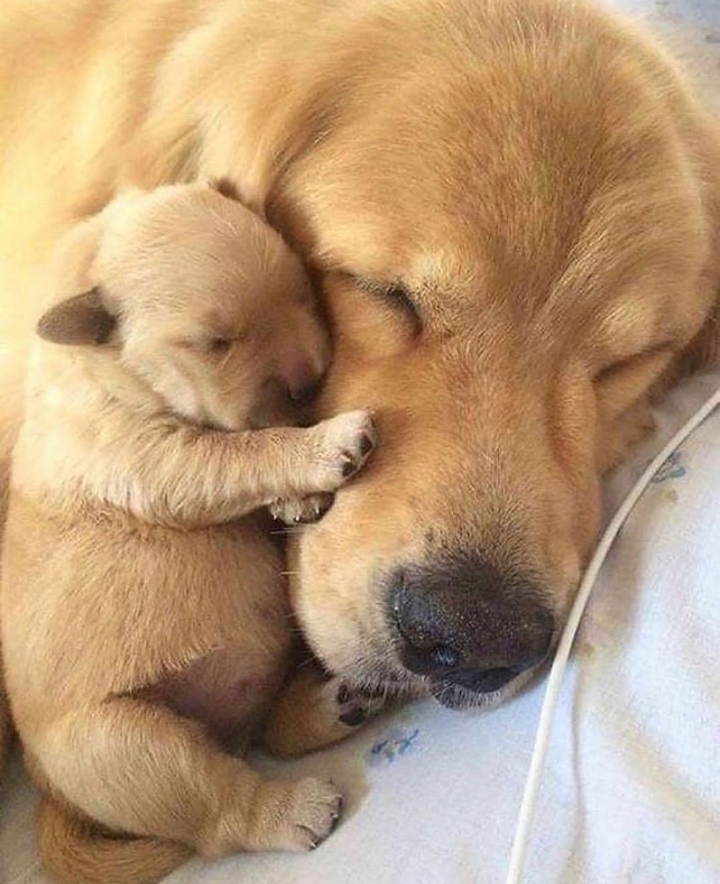 "골든 리트리버" 강아지(사진많음. 데이터주의) | 인스티즈
