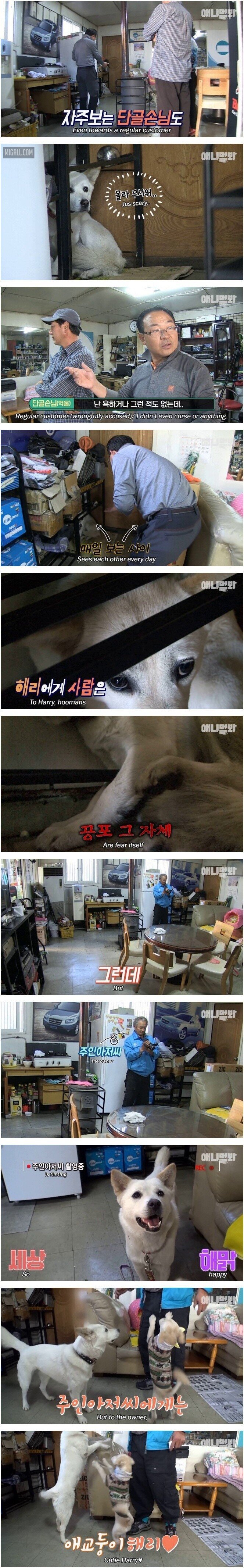 스압) 단 두 사람이 세상의 전부인 백구.jpg | 인스티즈