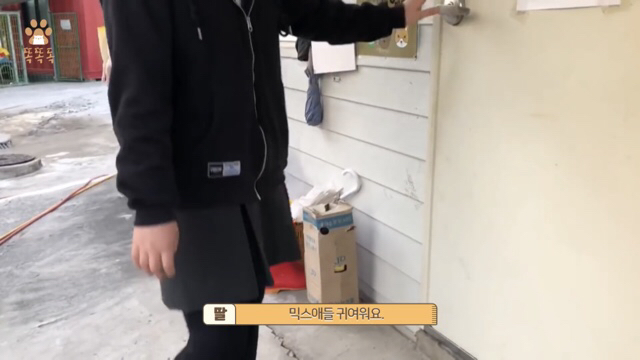 아무도 찾지 않는 믹스견 이야기 | 인스티즈