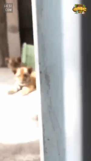 무궁화 꽃이 피었습니다.gif | 인스티즈