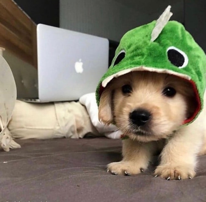 "골든 리트리버" 강아지(사진많음. 데이터주의) | 인스티즈