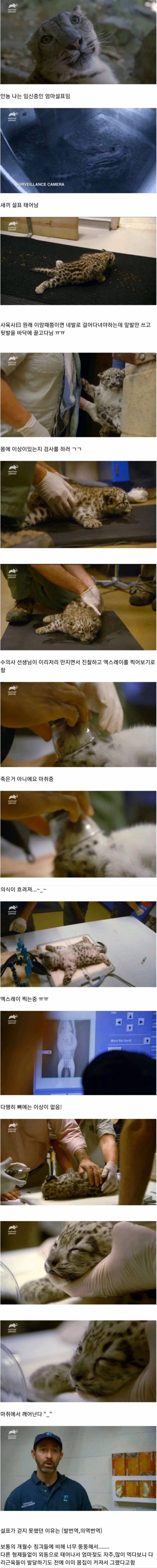 아기 설표가 걷지 못했던 이유.jpg | 인스티즈