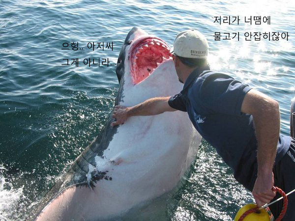 수족관에 백상아리가 없는 이유 | 인스티즈