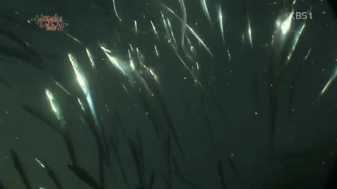 한국인의 밥상 갈치편 | 인스티즈