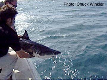 수족관에 백상아리가 없는 이유 | 인스티즈