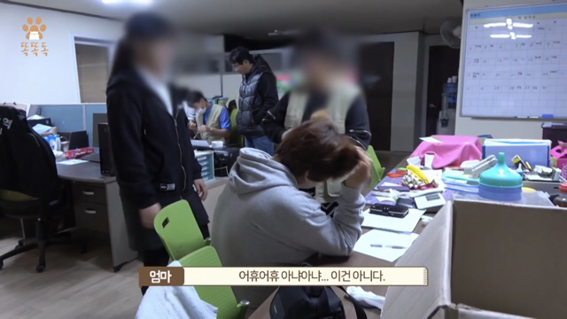 아무도 찾지 않는 믹스견 이야기 | 인스티즈