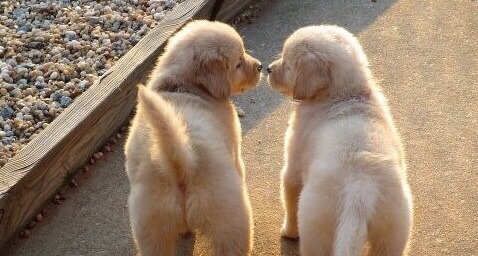 귀여운 아기 리트리버들 | 인스티즈