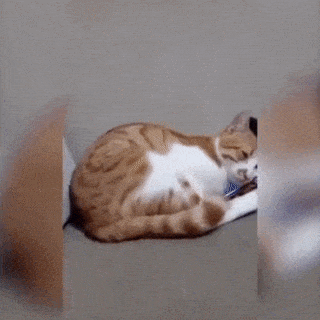 주인이 사망한 후 주인 사진을 본 고양이 gif | 인스티즈