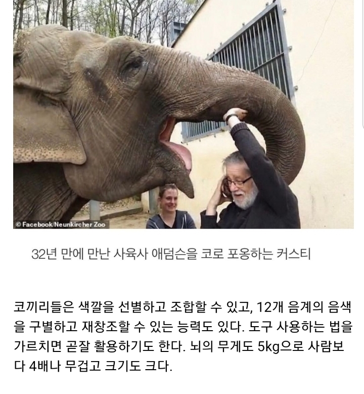 코끼리는 인간을 귀여운 강아지라고 생각한다...gif | 인스티즈