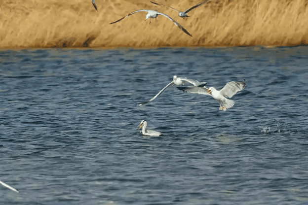 누가 자기 근처에서 뭘 먹는 것만 보면 눈이 돌아버리는 조류계의 조폭 | 인스티즈