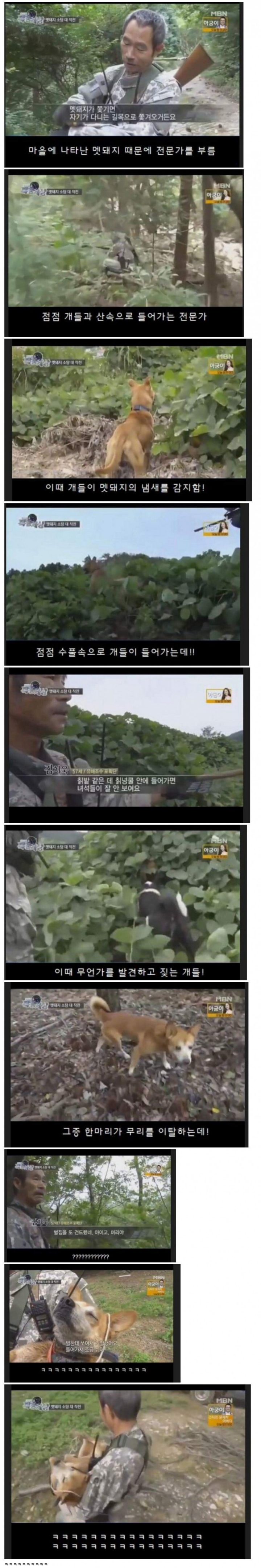 맷돼지 사냥에 나선 댕댕이.gif | 인스티즈