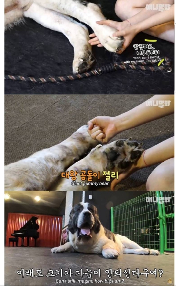 키 2미터 몸무게 120kg 강아지 금강이.jpg | 인스티즈