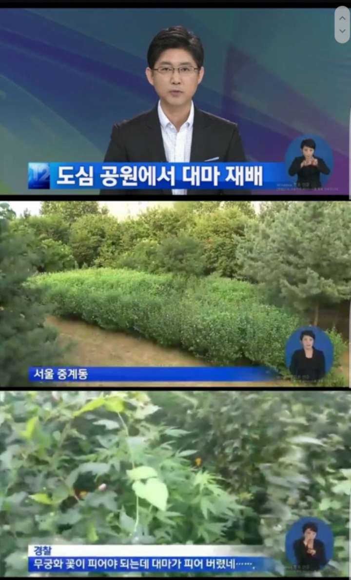 도심 공원에서 대마 재배.jpg | 인스티즈